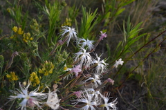 Dianthus kuschakewiczii