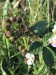 Rubus affinis
