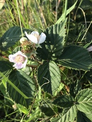 Rubus affinis