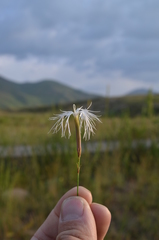 Dianthus kuschakewiczii