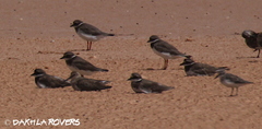 Charadrius hiaticula