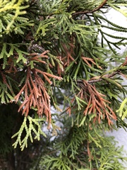 Pestalotiopsis funerea