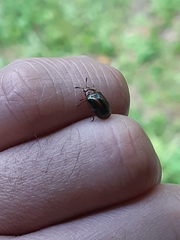 Plagiodera jucunda