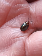 Plagiodera jucunda