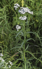 Achillea alpina multiflora