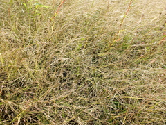 Eragrostis albensis