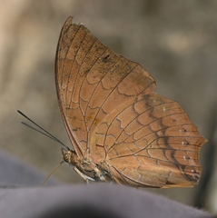 Charaxes bernardus hierax