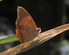 Charaxes bernardus hierax