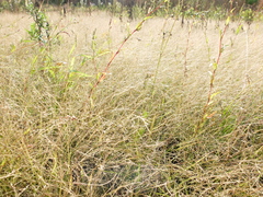 Eragrostis albensis