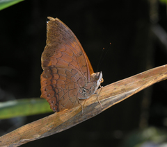 Charaxes bernardus hierax