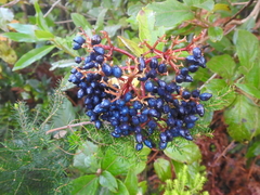 Viburnum rugosum image