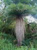 Soft Tree Fern - Photo (c) André Richard Chalmers, some rights reserved (CC BY-SA)