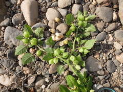 Physalis grisea
