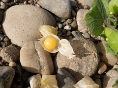Physalis grisea