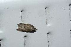 Acleris effractana