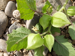 Physalis grisea