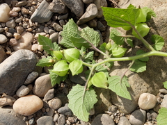 Physalis grisea