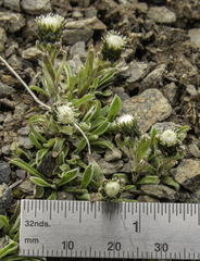 Antennaria monocephala