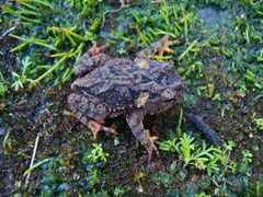 Proceratophrys brauni
