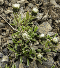 Antennaria monocephala