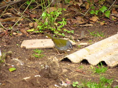 Myiothlypis rivularis