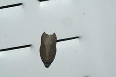 Acleris effractana