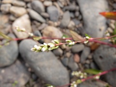 Persicaria mitis