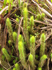 Phlegmariurus reflexus