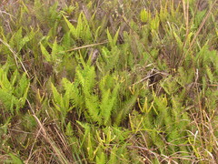Dicranopteris nervosa
