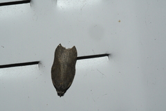 Acleris effractana