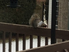 Sciurus carolinensis