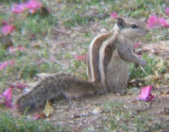Funambulus pennantii