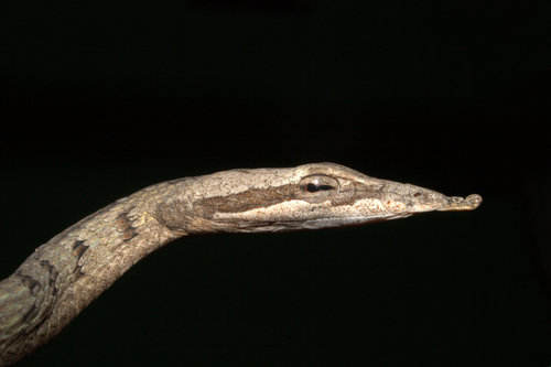 Brown-speckled Whipsnake