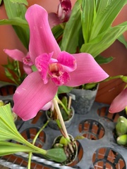 Maxillariinae