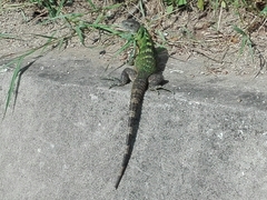 Iguanidae