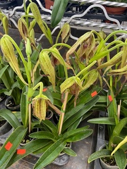 Phragmipedium