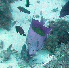 Pomacanthus maculosus