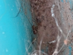 Steatoda triangulosa