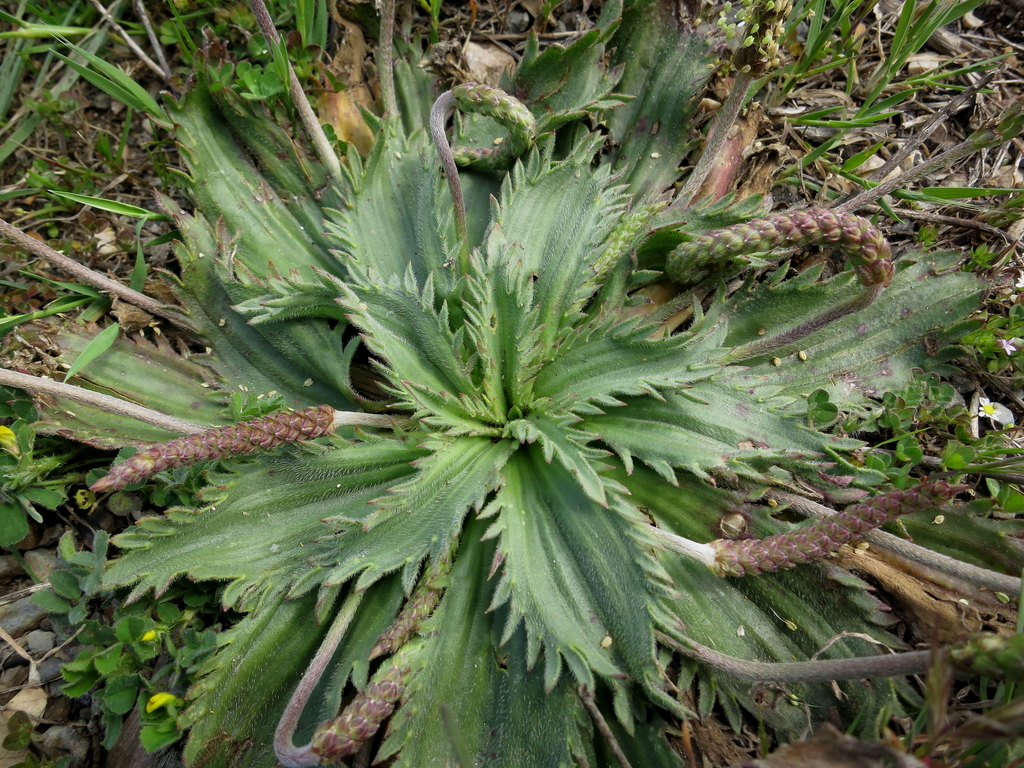 Toothed Plantain