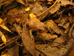 Blumenau Button Frog photo 2