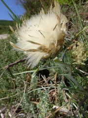 Leuzea conifera