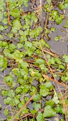 Ranunculus omiophyllus