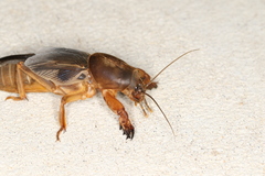Gryllotalpa australis