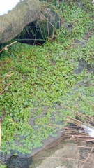 Ranunculus omiophyllus