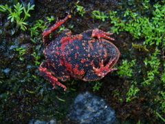 Proceratophrys brauni