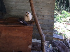 Cacatua ducorpsii