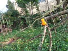 Tremella mesenterica