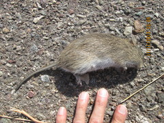 Sigmodon arizonae