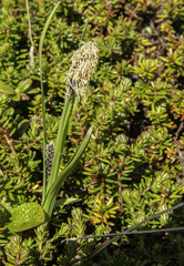 Carex podocarpa