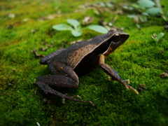 Physalaemus lateristriga